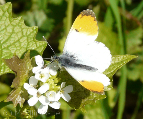 Orange Tip Butterfly