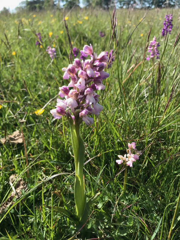 Green Winged Orchid