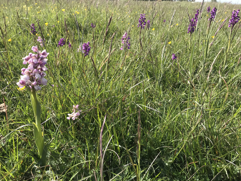 Green Winged Orchids