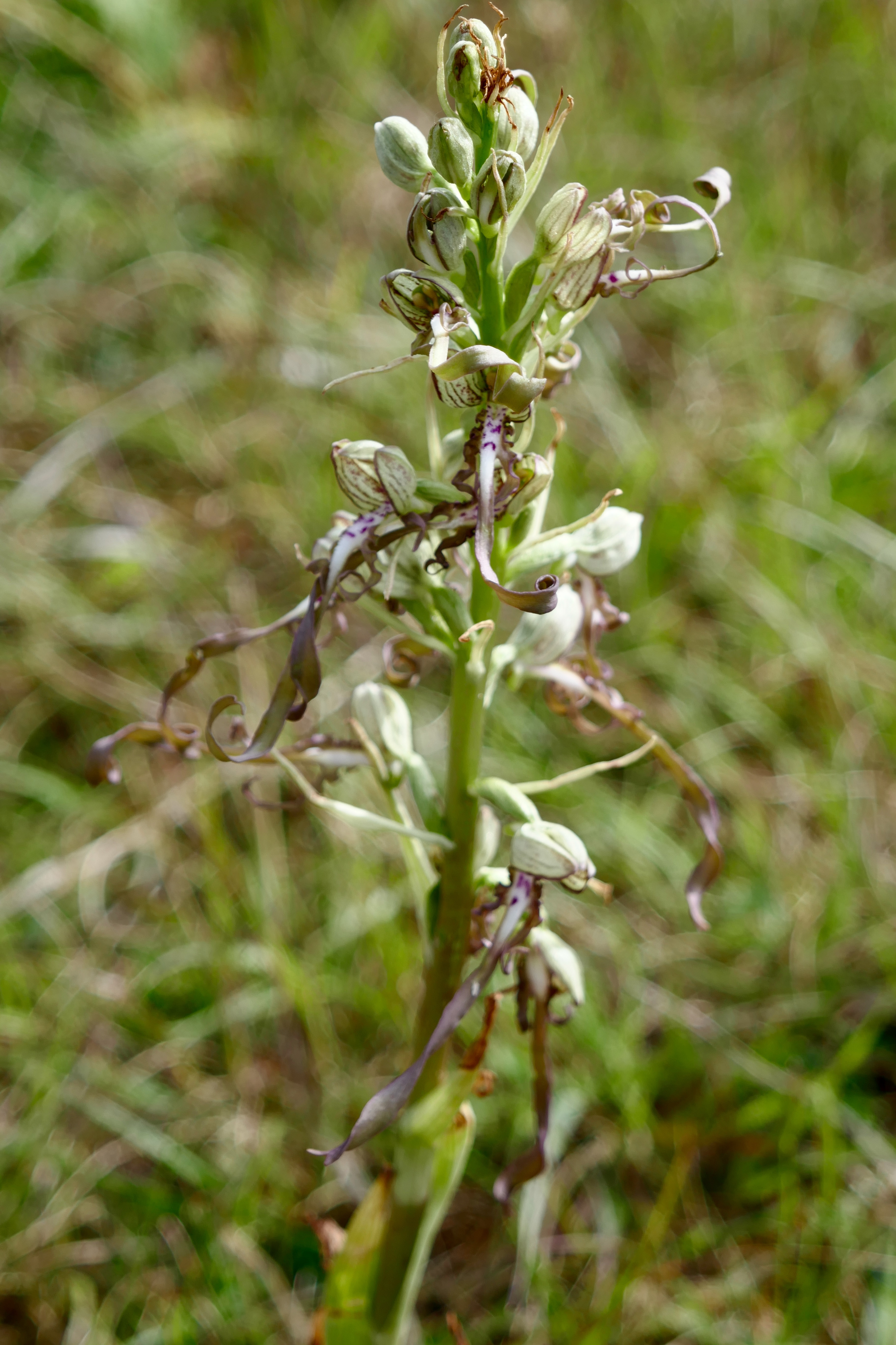 Lizard Orchid