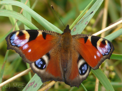 Peacock butterfly upper wing surface