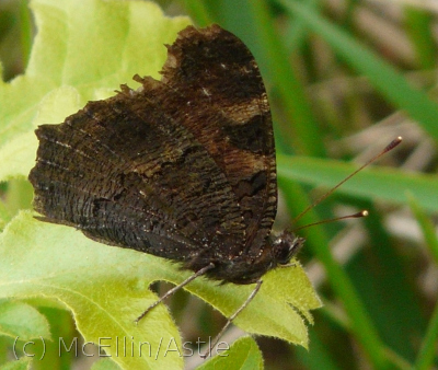 Peacock butterfly lower wing surface