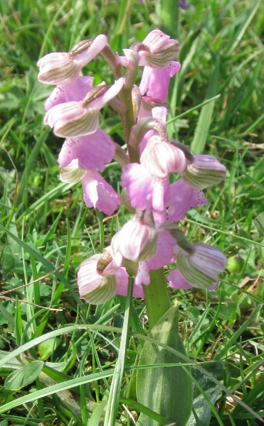 Pink Green Winged Orchid