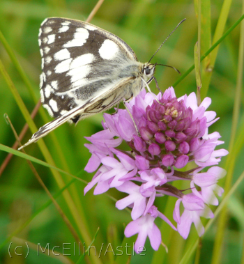 Pyramidal Orchid and Marbled White