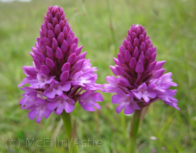 Pyramidal Orchids