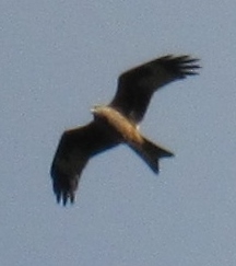 Red Kite