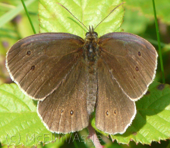 Ringlet Butterfly