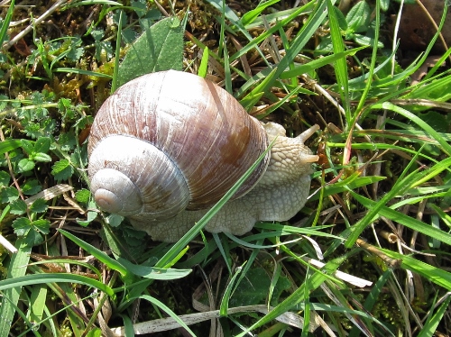 Roman Snail