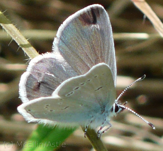 Small Blue on Rodborough Common