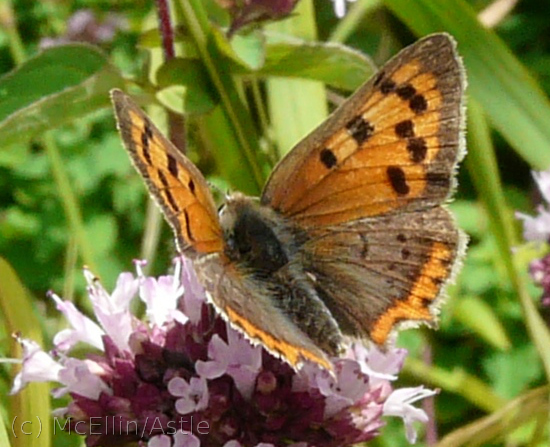 Small Copper butterfly in a Minchinhampton Garden