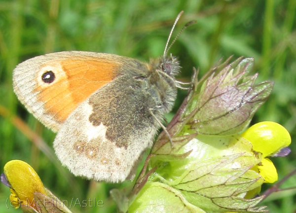 Small Heath Butterfly