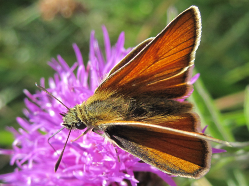 Small Skipper Butterfly