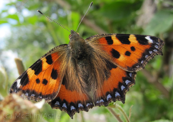 Small Tortoiseshell