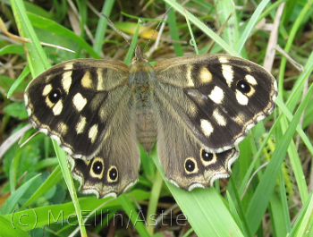 Speckled Wood Butterfly