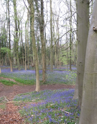 Standish Wood Bluebells