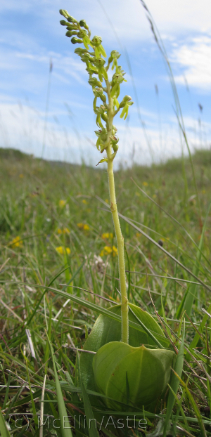 Twayblade Orchid