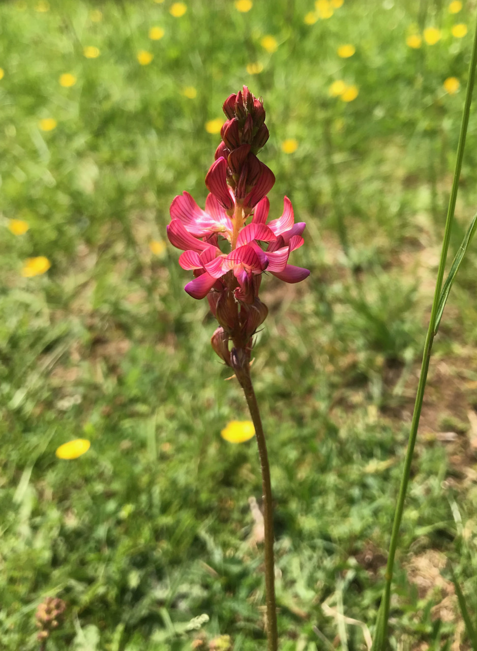 Sainfoin on Iron Mills Common