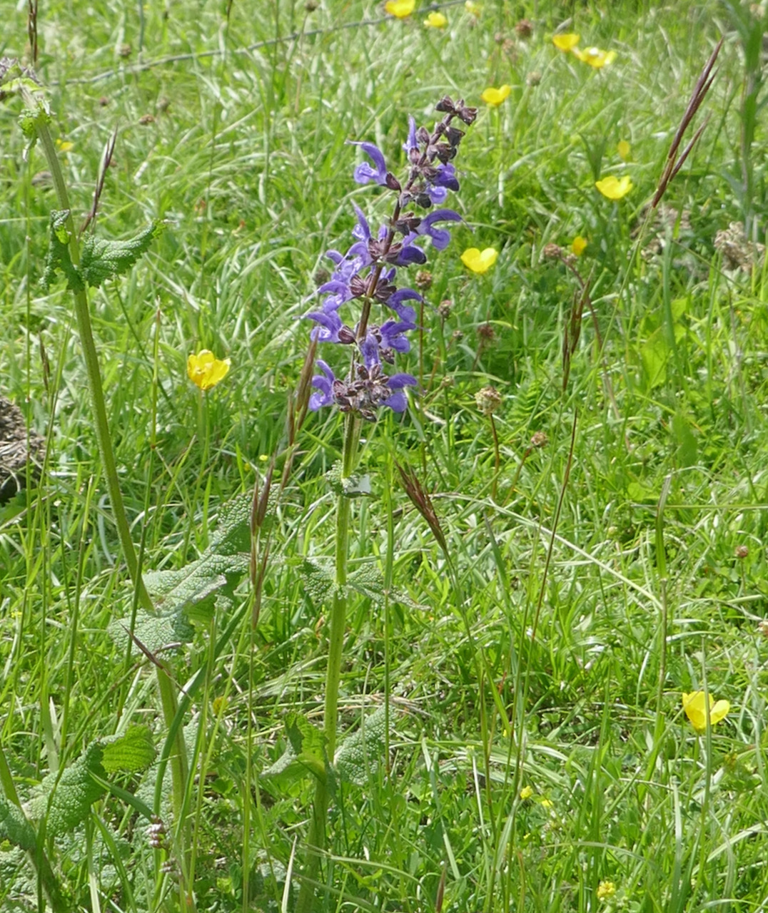 Meadow Clary