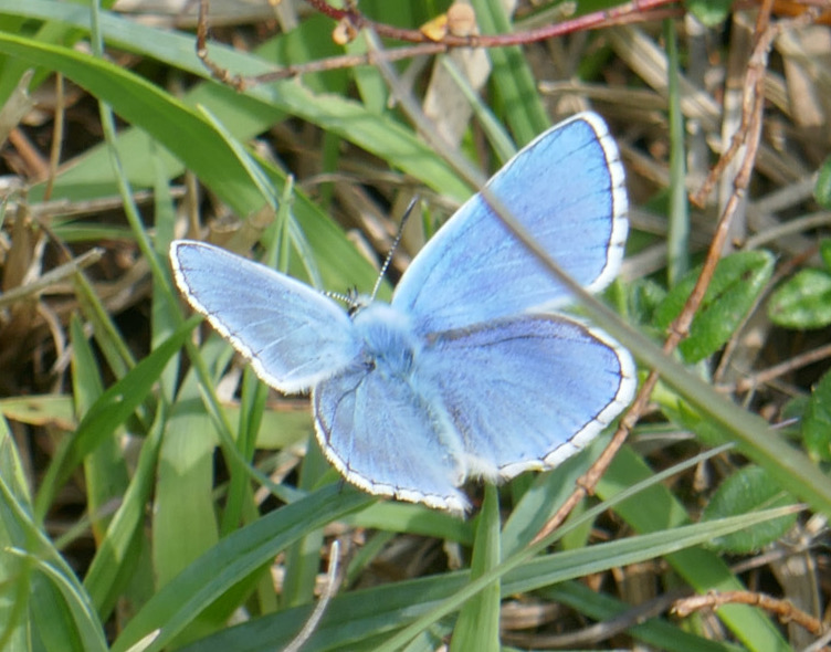 Adonis Blue