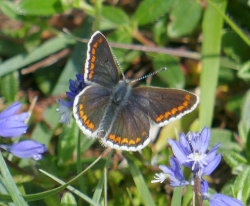 Brown Argus on Milkwort