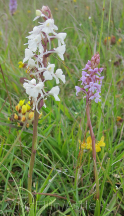 White Fragrant Orchid