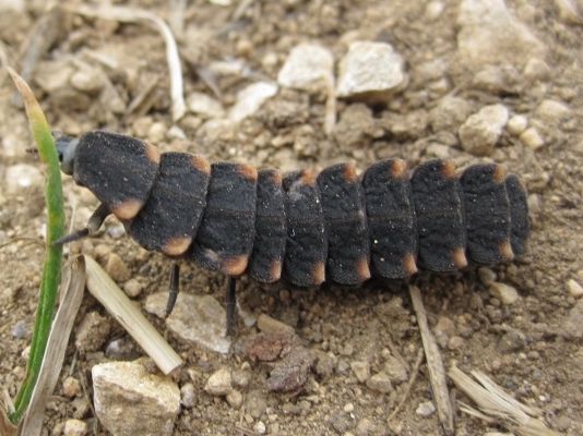 Glow worm larva in daylight.