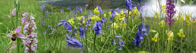 Flora on Minchinhampton Common